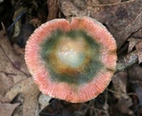 Lactarius subpurpureus image