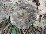 Russula nigricans image