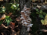 Gloeoporus dichrous image