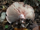 Hygrophorus russula image