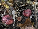 Hygrophorus russula image