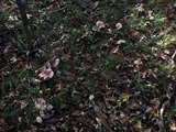 Hygrophorus russula image