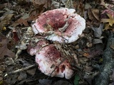 Hygrophorus russula image