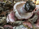 Hygrophorus russula image