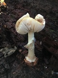 Amanita brunnescens image