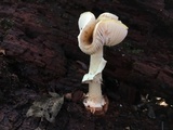 Amanita brunnescens image