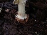 Amanita brunnescens image