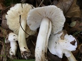 Tricholoma subresplendens image