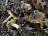 Tricholoma sejunctum image