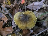 Tricholoma sejunctum image