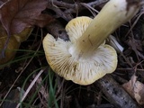 Tricholoma sejunctum image