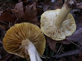 Tricholoma sejunctum image