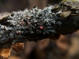 Illosporiopsis christiansenii image