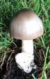 Amanita sect. Vaginatae image