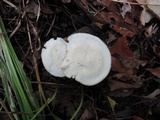 Hygrocybe angustifolia image