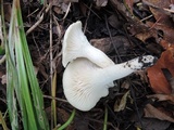 Hygrocybe angustifolia image