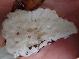 Cinereomyces lindbladii image