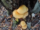 Gymnopilus luteus image