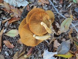 Gymnopilus luteus image
