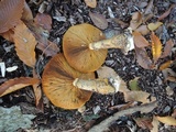 Gymnopilus luteus image