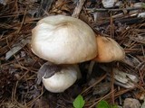 Pluteus petasatus image
