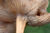 Gymnopus luxurians image