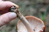 Gymnopus luxurians image