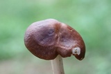 Gymnopus luxurians image