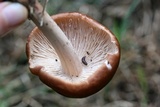 Gymnopus luxurians image