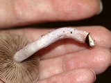 Inocybe lilacina image