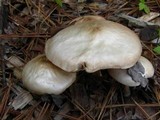Pluteus petasatus image