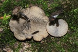 Arrhenia epichysium image