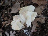 Hygrophorus occidentalis image