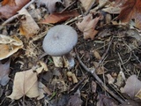 Entoloma violaceum image