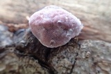 Fomitopsis rosea image