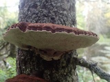 Ischnoderma benzoinum image
