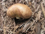 Scleroderma bovista image