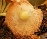 Bolbitius titubans var. olivaceus image