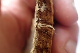 Junghuhnia luteoalba image