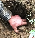 Tuber magnatum image