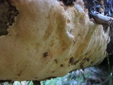 Perenniporia subacida image