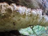 Perenniporia subacida image