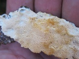 Perenniporia subacida image