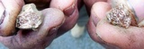 Tuber rufum image