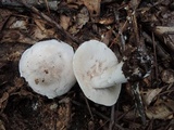 Tricholoma marquettense image