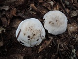 Tricholoma marquettense image