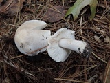 Tricholoma marquettense image