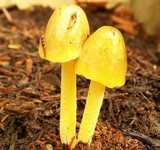 Bolbitius titubans var. olivaceus image