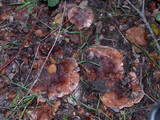 Tricholoma dryophilum image
