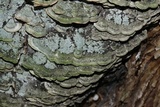 Cerrena unicolor image
